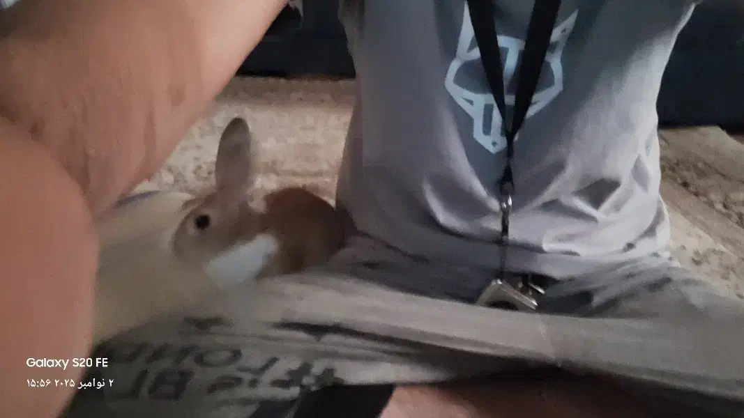 خرگوش نر باهوش و خونگی|موش و خرگوش|ری, دولت‌آباد|دیوار