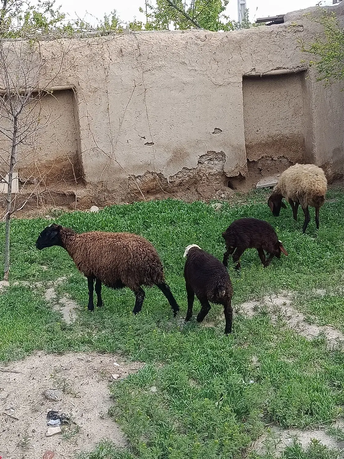 میش بره|حیوانات مزرعه|لالجین, |دیوار