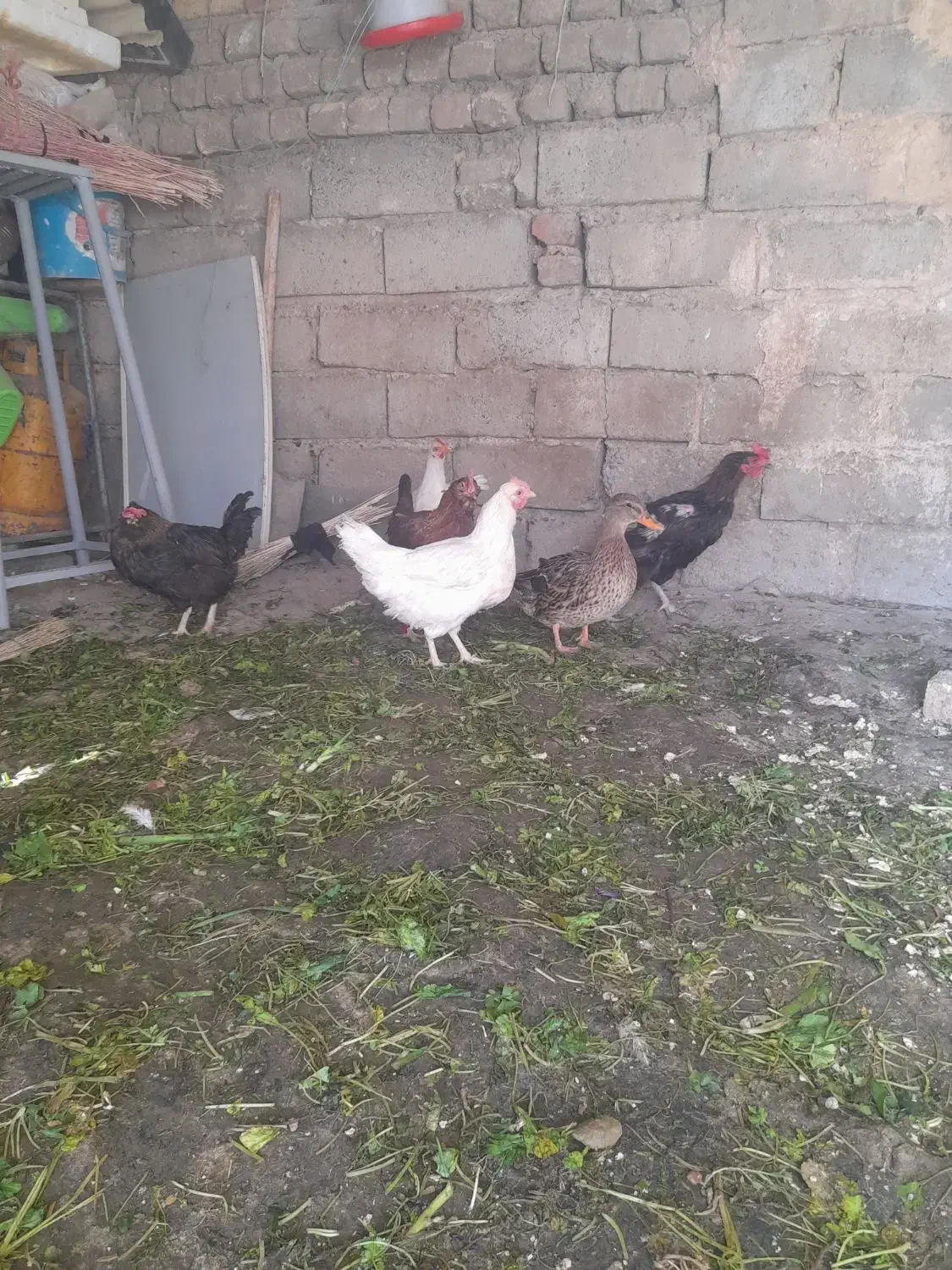 مرغ واردک|حیوانات مزرعه|صحنه, |دیوار