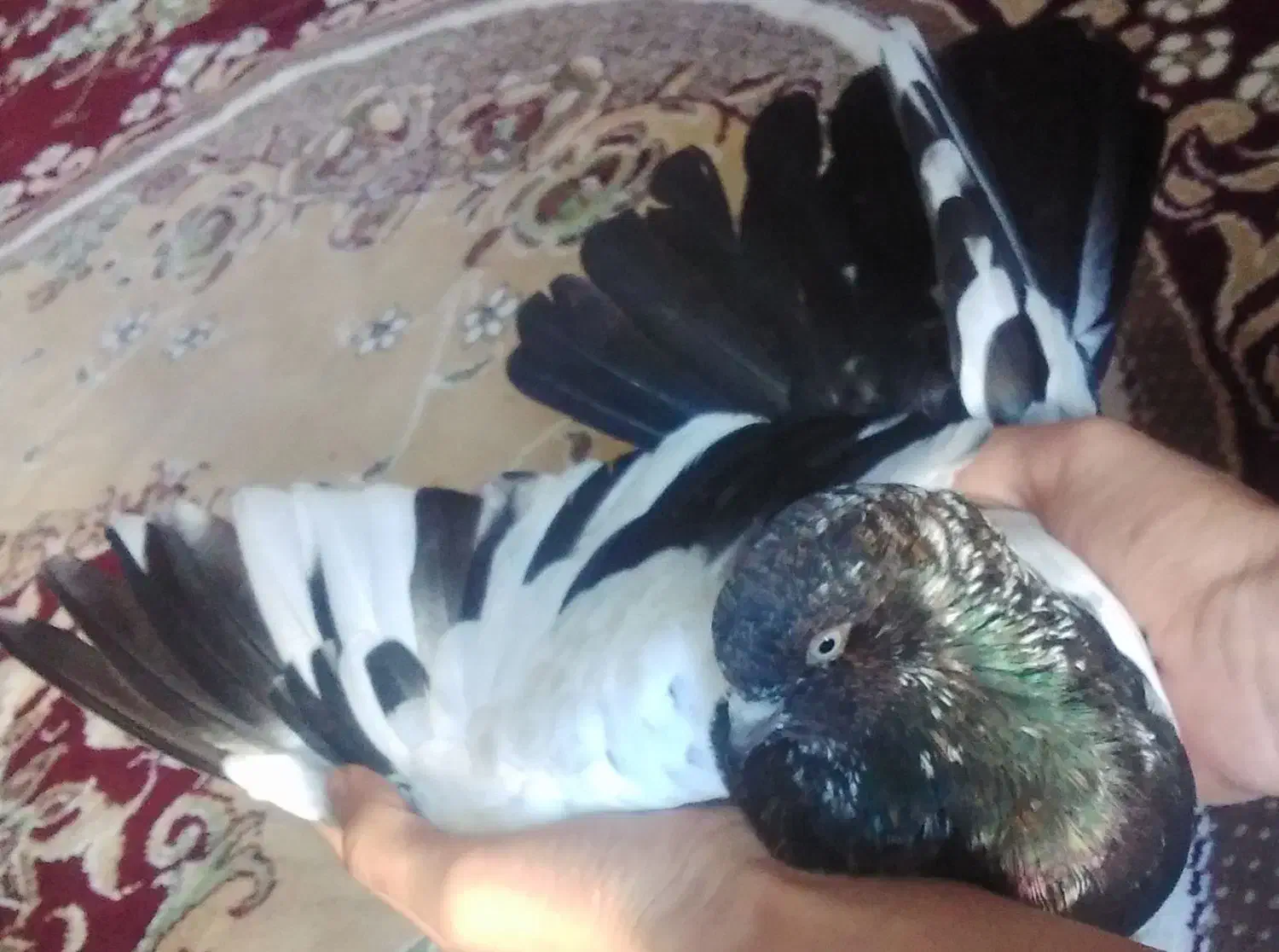 کفتر|پرنده|بندر ماهشهر, |دیوار