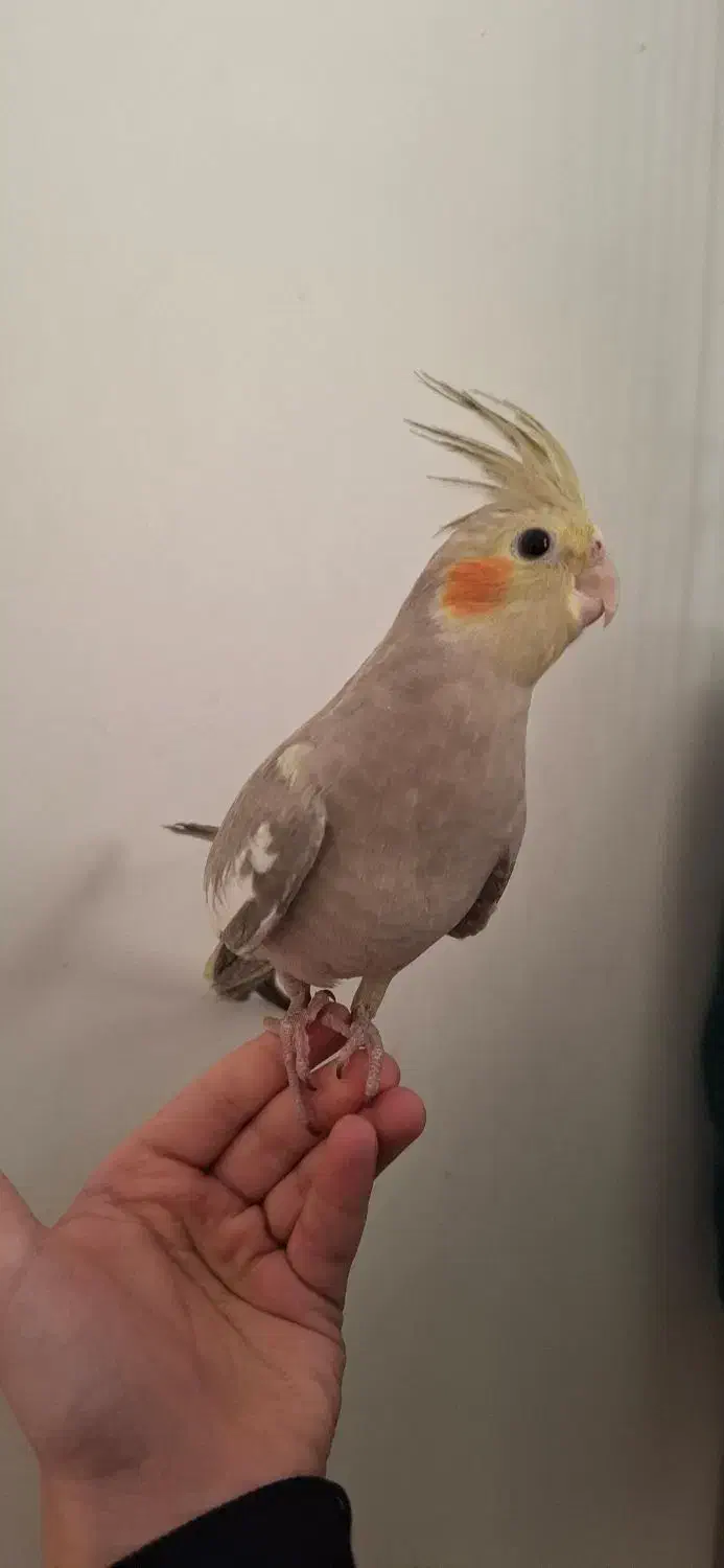 عروس هلندی|پرنده|تهران, والفجر (افسریه)|دیوار