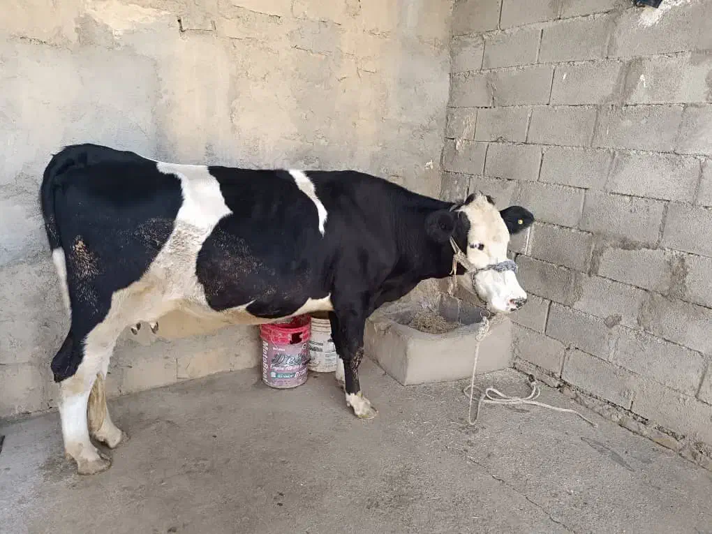 فروشی|حیوانات مزرعه|مسجد سلیمان, |دیوار