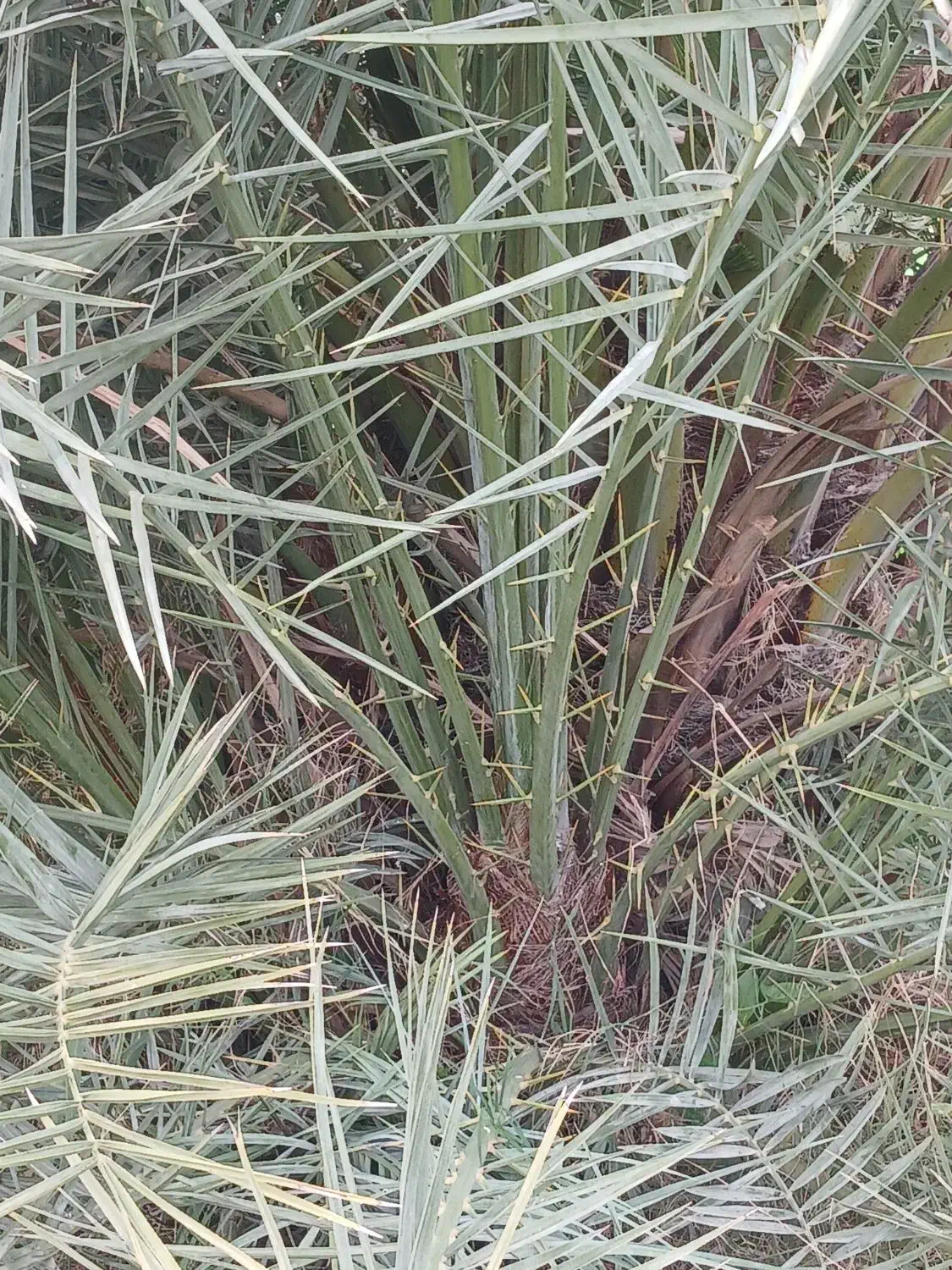 نخل نر غنامی|گل و گیاه طبیعی|چمران, |دیوار