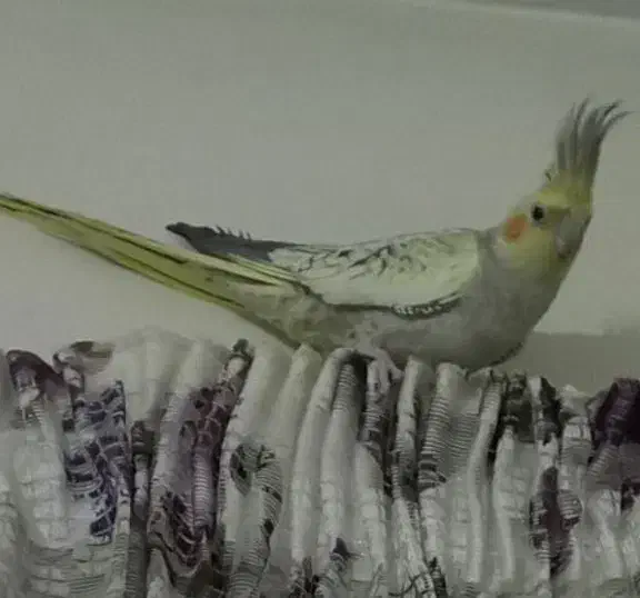 عروس هلندی|پرنده|تهران, گمرک|دیوار