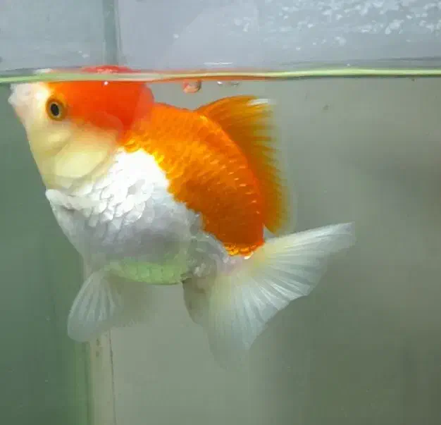 ماهی گلدفیش وارداتی|ماهی|اسلام‌‌آباد غرب, |دیوار