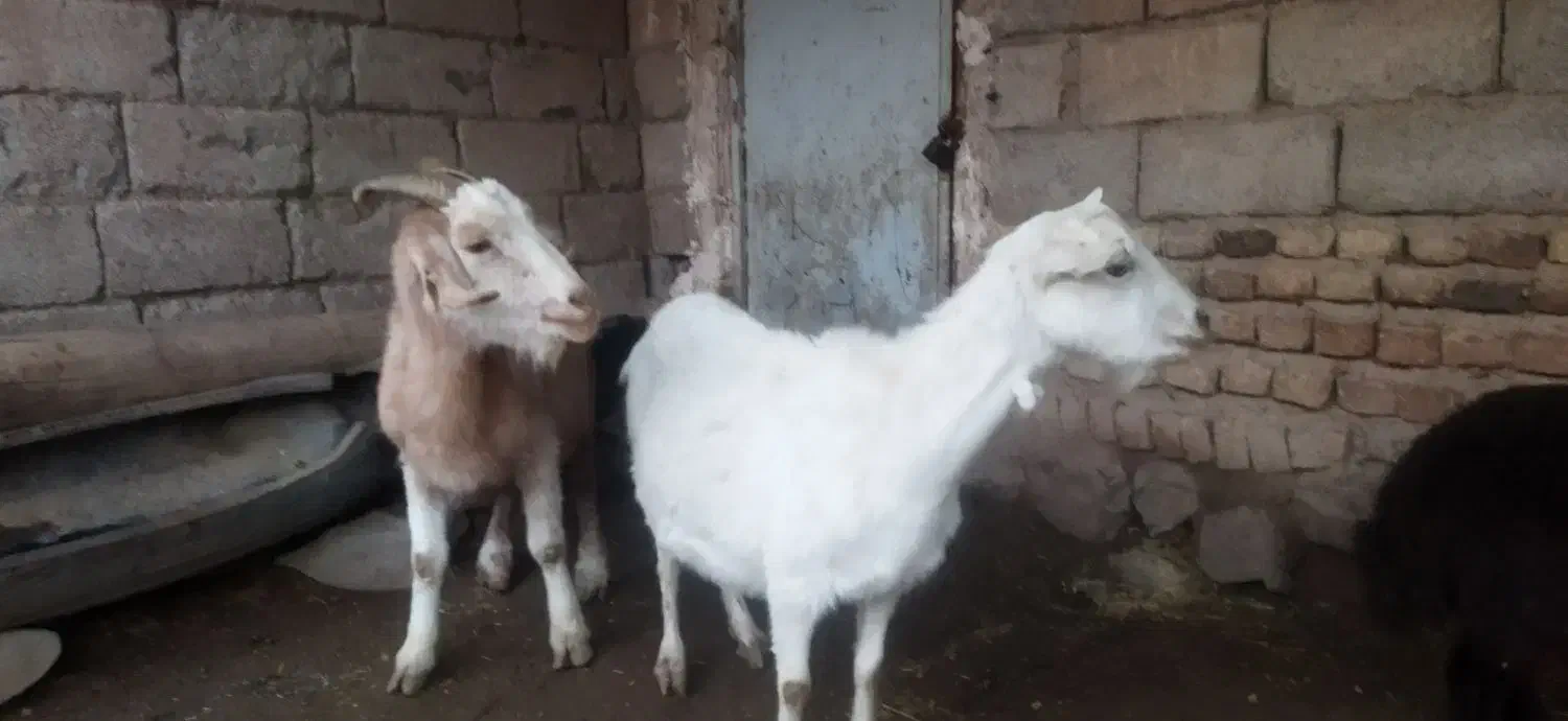 بزسانن|حیوانات مزرعه|طاغنکوه, |دیوار