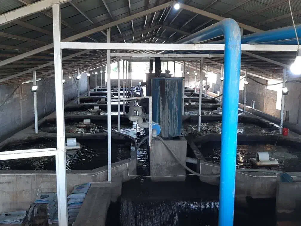 کار در پرورش ماهی|استخدام صنعتی، فنی، مهندسی|رضوانشهر, |دیوار