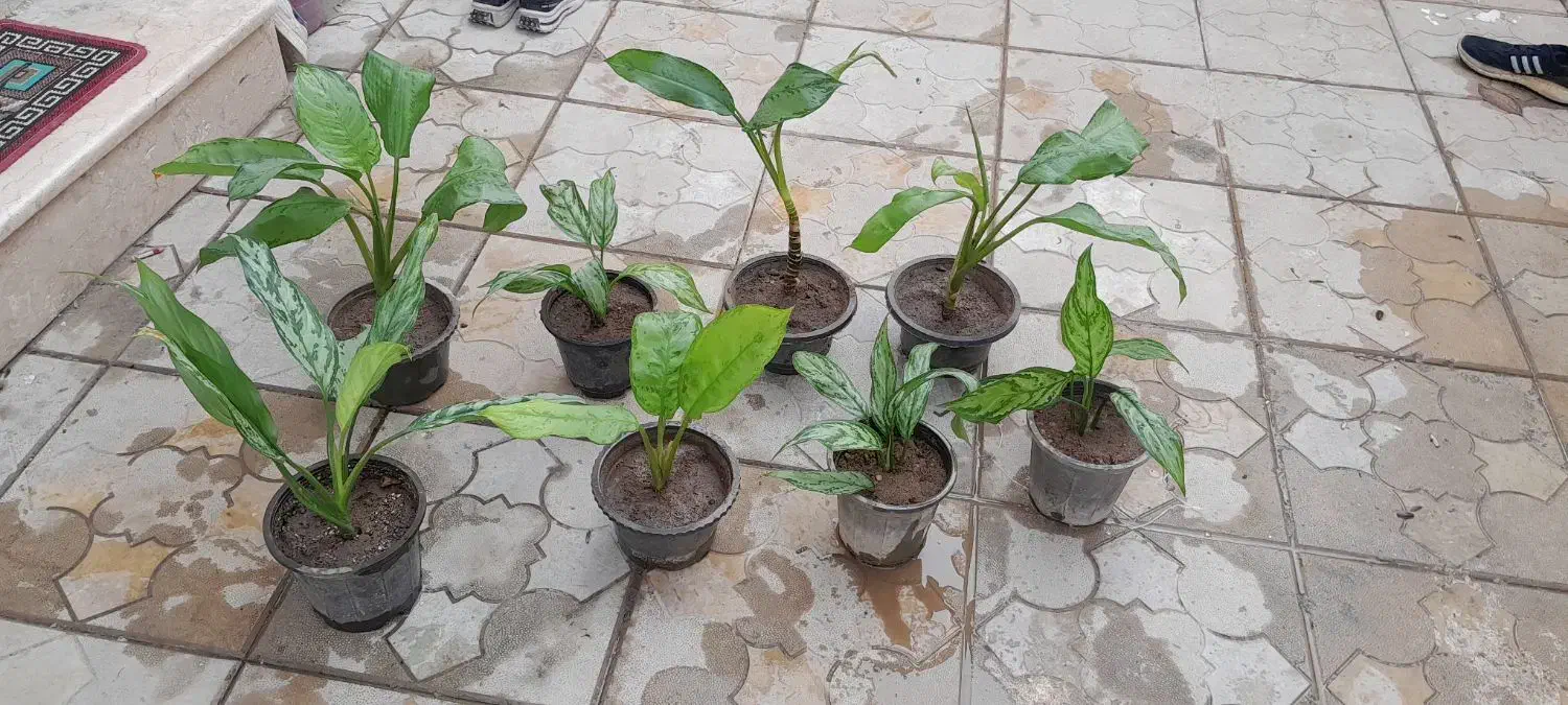 فروش گل خانگی|گل و گیاه طبیعی|میاندوآب, |دیوار