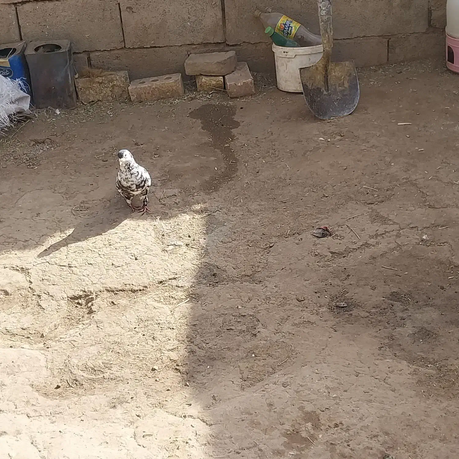 فروشی|پرنده|خواف, |دیوار