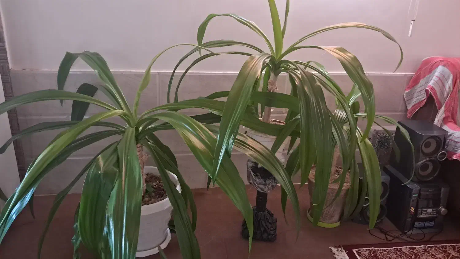 گل ذرتی|گل و گیاه طبیعی|کازرون, |دیوار