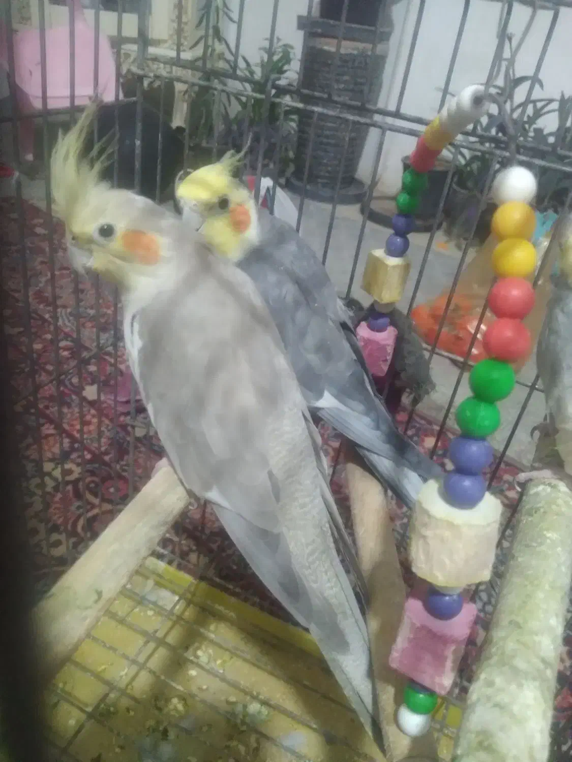 عروس هلندی|پرنده|پاکدشت, شهرک امام رضا|دیوار