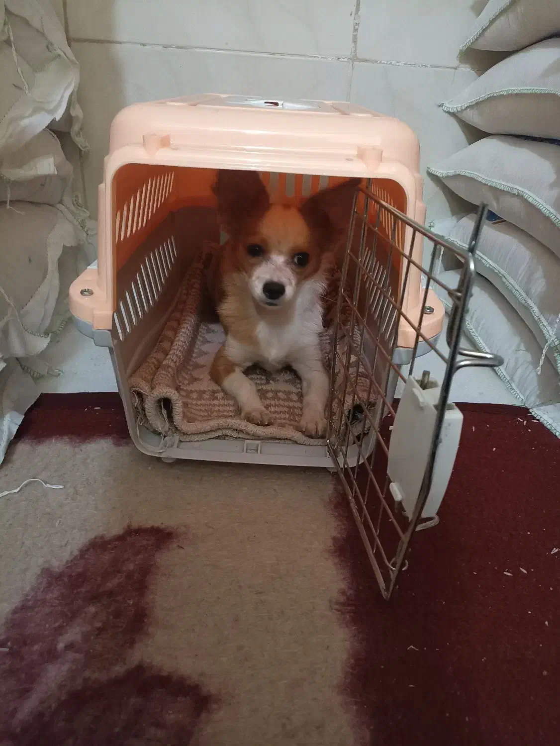 سگ کوچک آپارتمانی|سگ|یزد, |دیوار