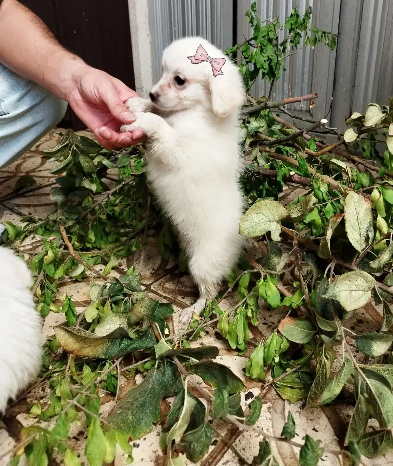 توله سگ شیتزو تریر|سگ|قزوین, |دیوار