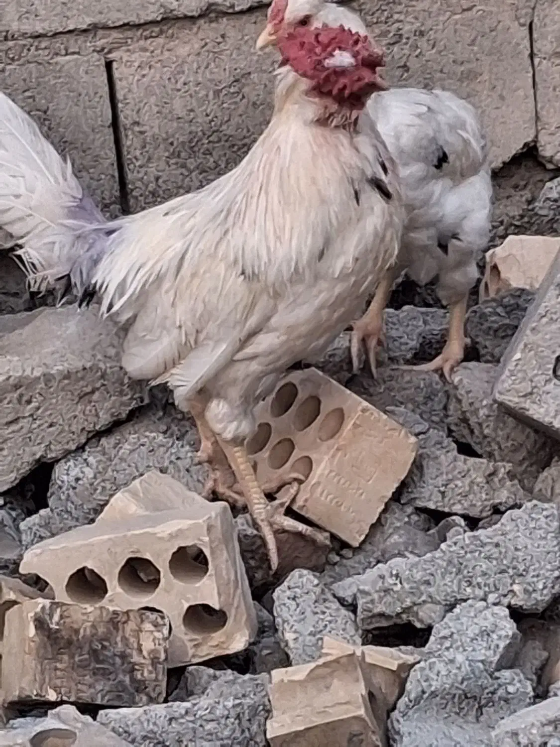 دوخروس خوب|حیوانات مزرعه|کهنوج, |دیوار