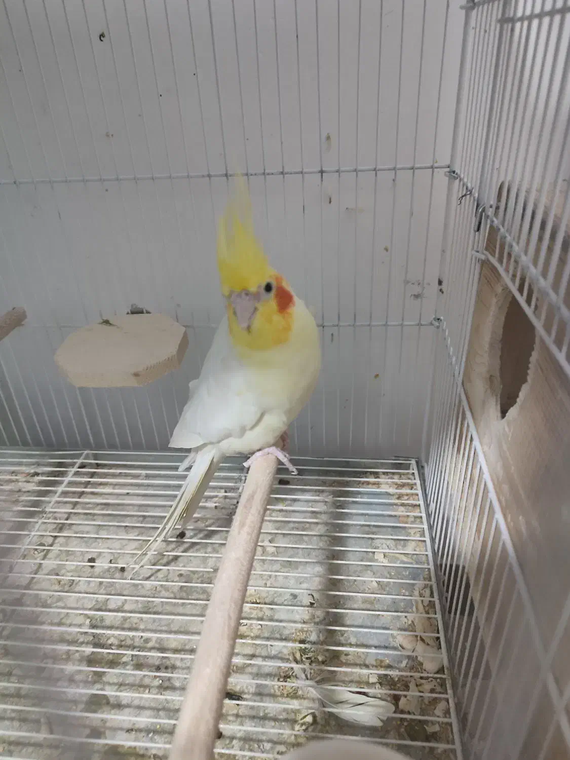 عروس هلندی مولد و فنچ مصری مولد|پرنده|شیراز, شهرک جماران|دیوار