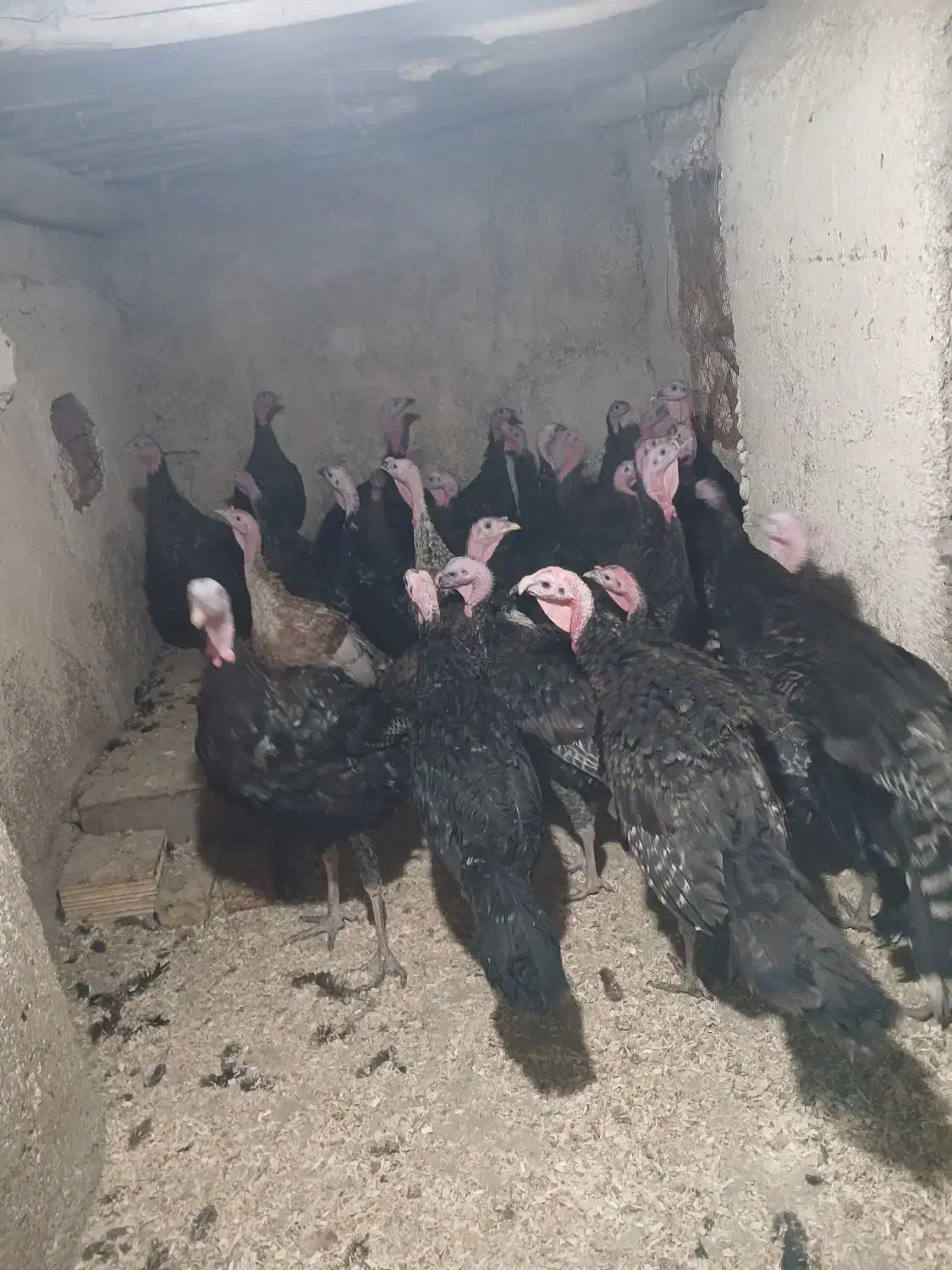 بوقلمون چهار ماهه|حیوانات مزرعه|همدان, |دیوار