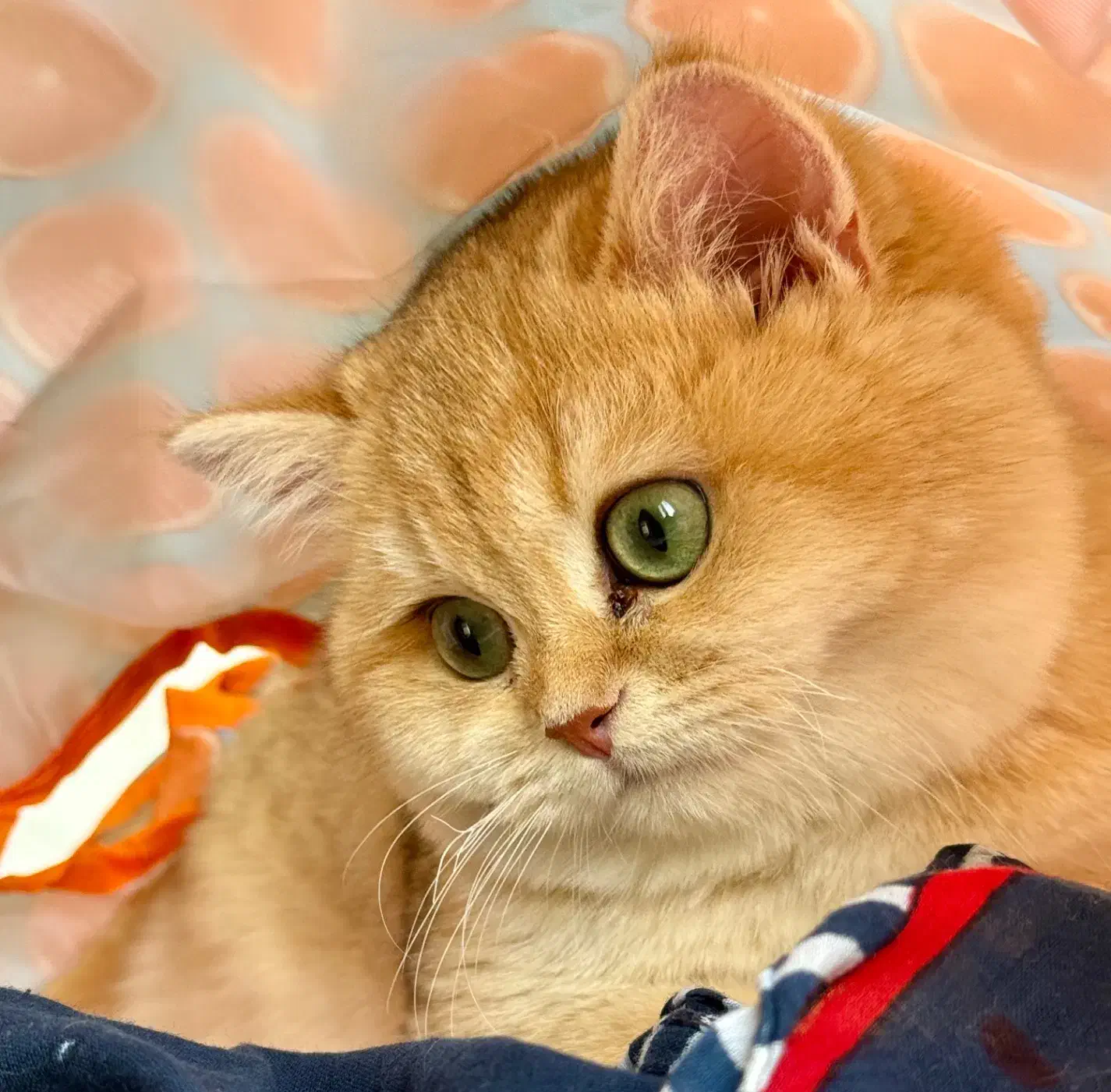 یه مثقال طلای بریتیش|گربه|تهران, دزاشیب|دیوار