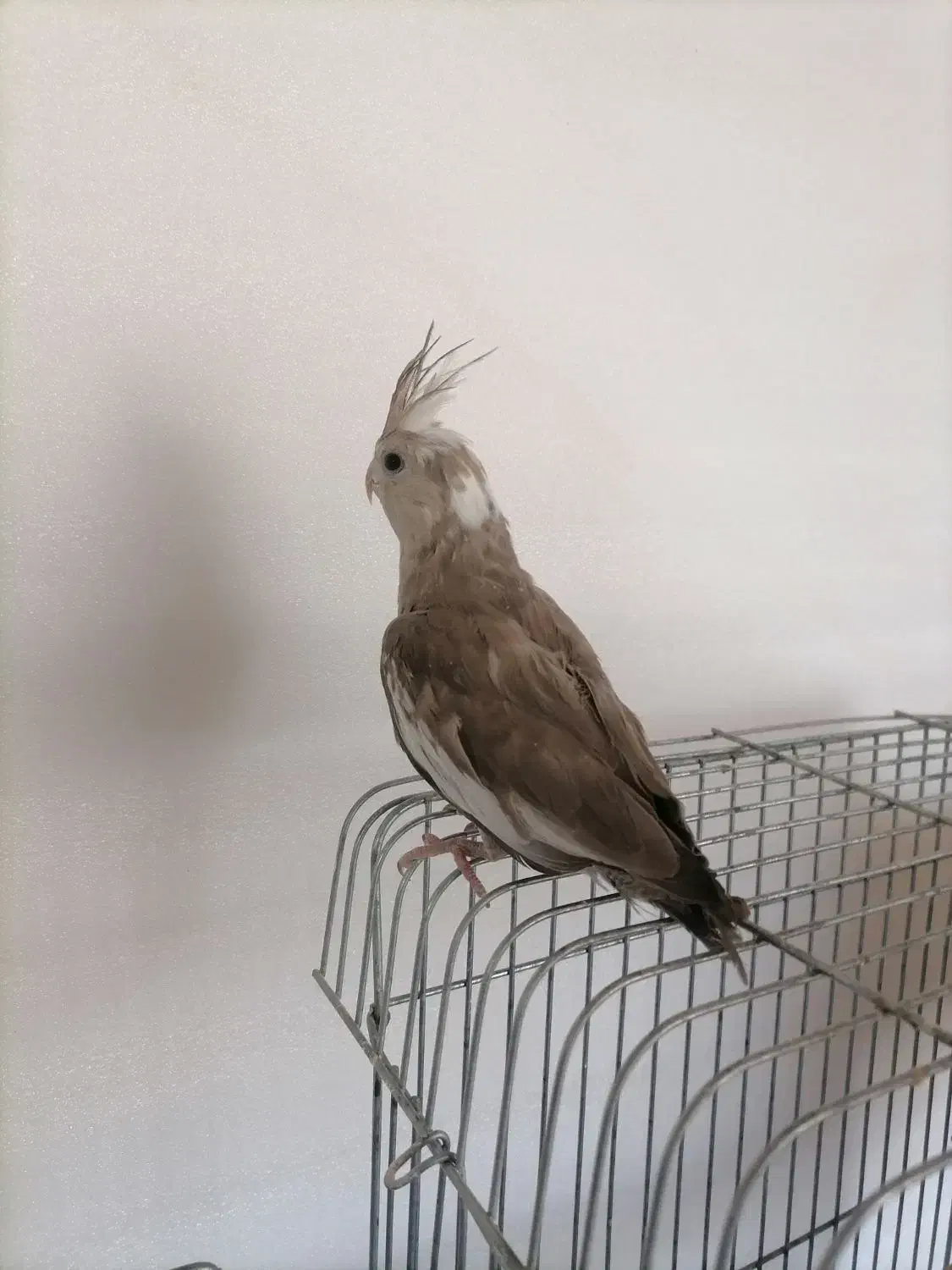 وایت فیس|پرنده|قیدار, |دیوار