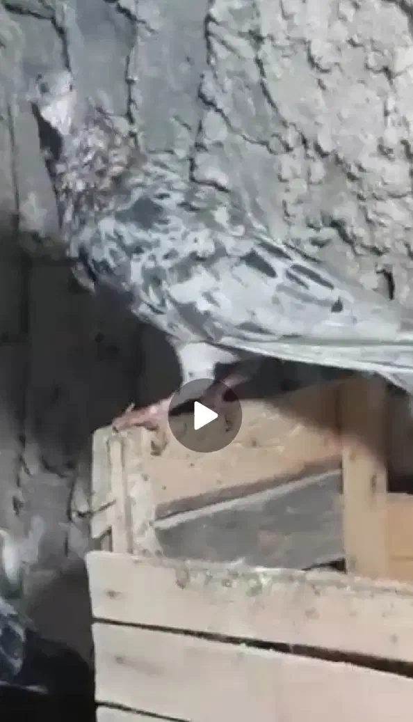 کبوتر سرور نامور|پرنده|دلبران, |دیوار