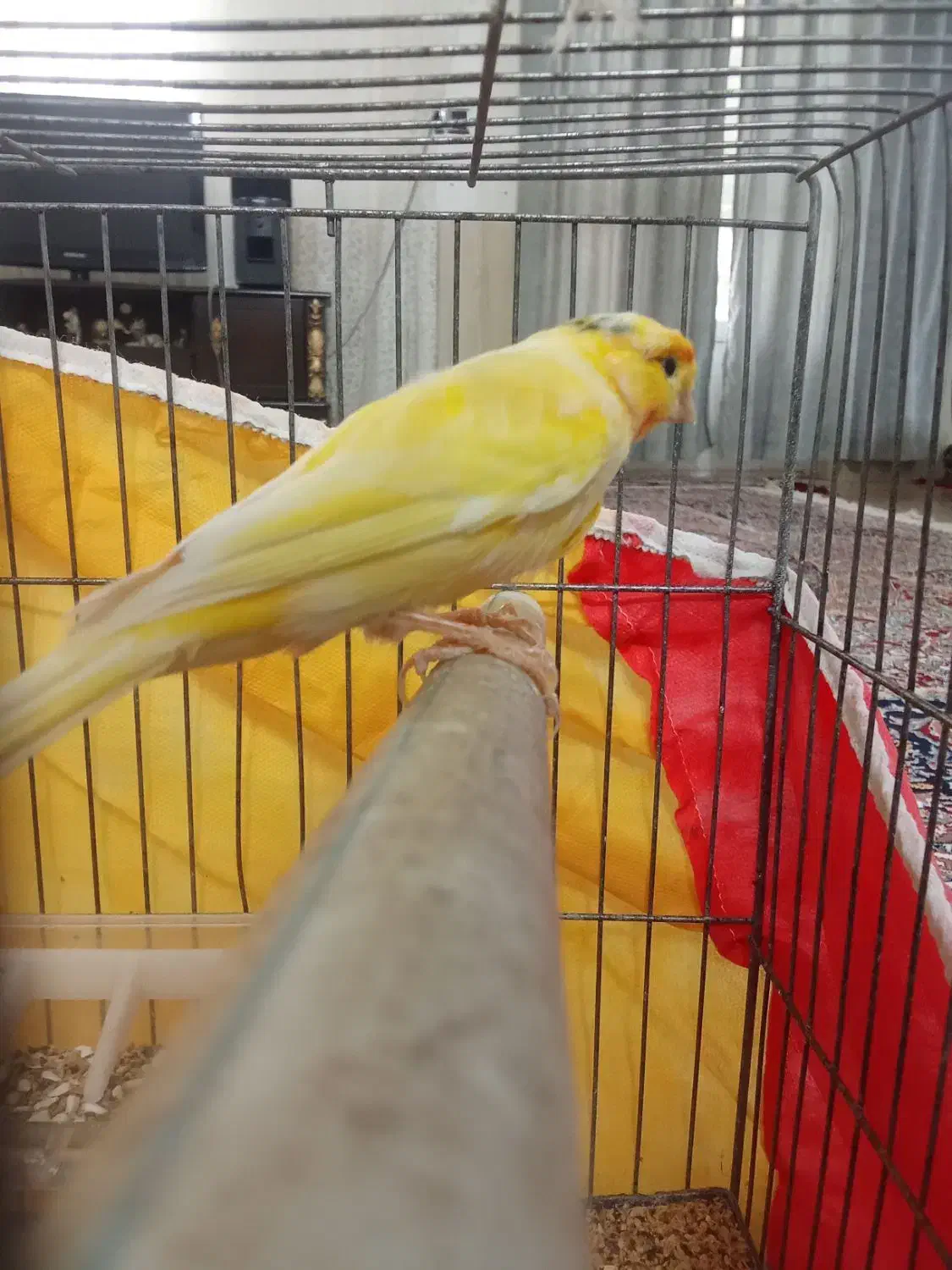 قناری|پرنده|تربت‌حیدریه, کلاته توکلی|دیوار