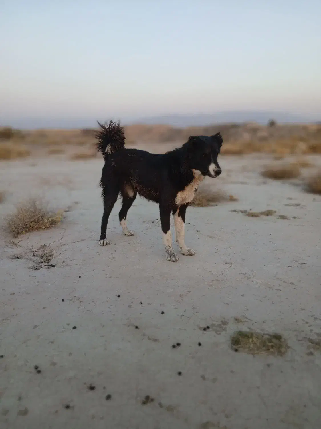 واگذاری سگ|سگ|مرودشت, رودبال|دیوار