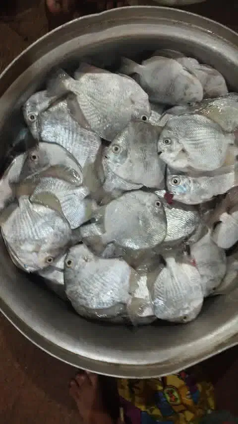 شنگو تازه|عمده‌فروشی|درگهان, |دیوار