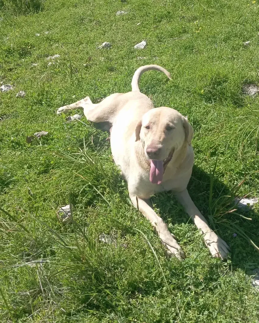 ماده سگ|سگ|مریوان, |دیوار