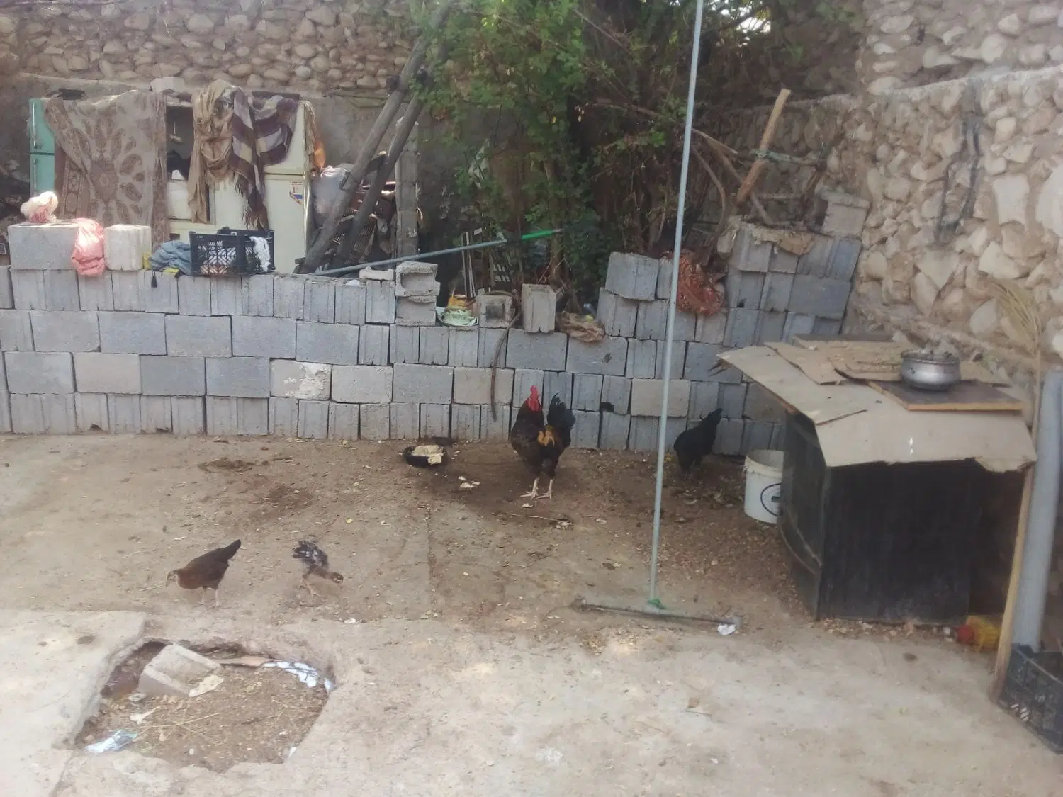 خروس|حیوانات مزرعه|کاکی, |دیوار