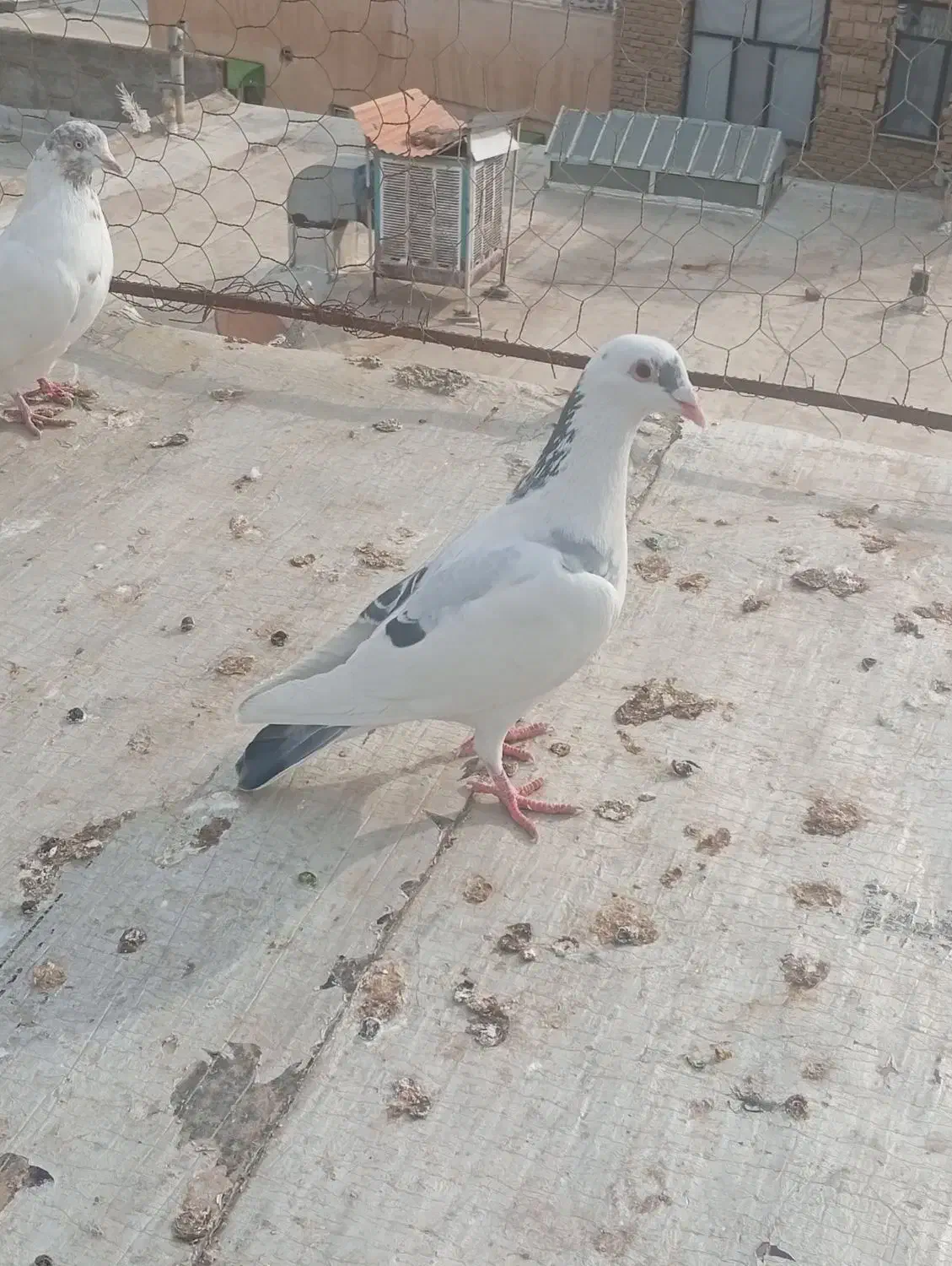 کبوتر  فروشی غریب گیری قیمت مقطوع|پرنده|هشتگرد, شهرک راه آهن|دیوار