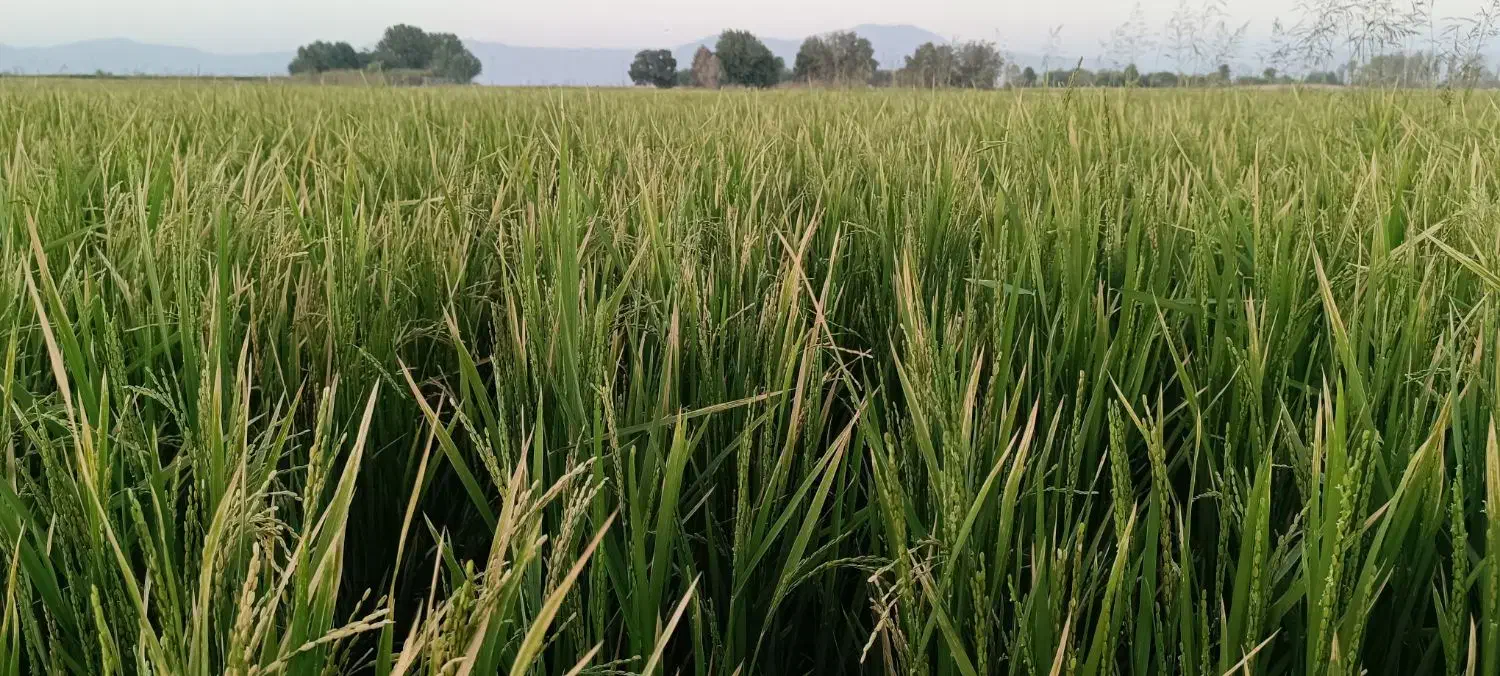 برنج کامفیروزی ،مهجن آباد درجه 1بشرط پخت|خوردنی و آشامیدنی|شیراز, صاحب الزمان|دیوار