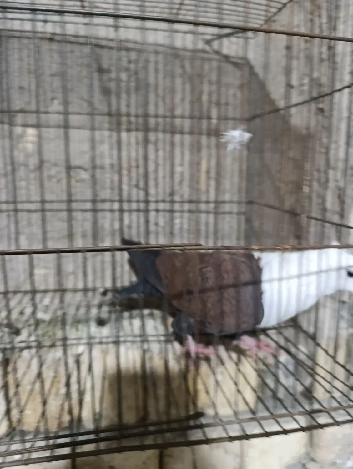 ماده مخمل قهوه ای|پرنده|فلاورجان, |دیوار