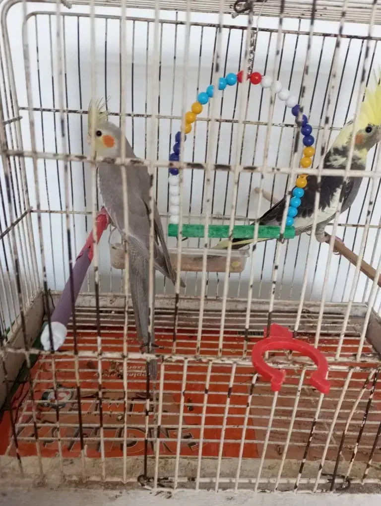 طوطی عروس|پرنده|صومعهسرا, |دیوار