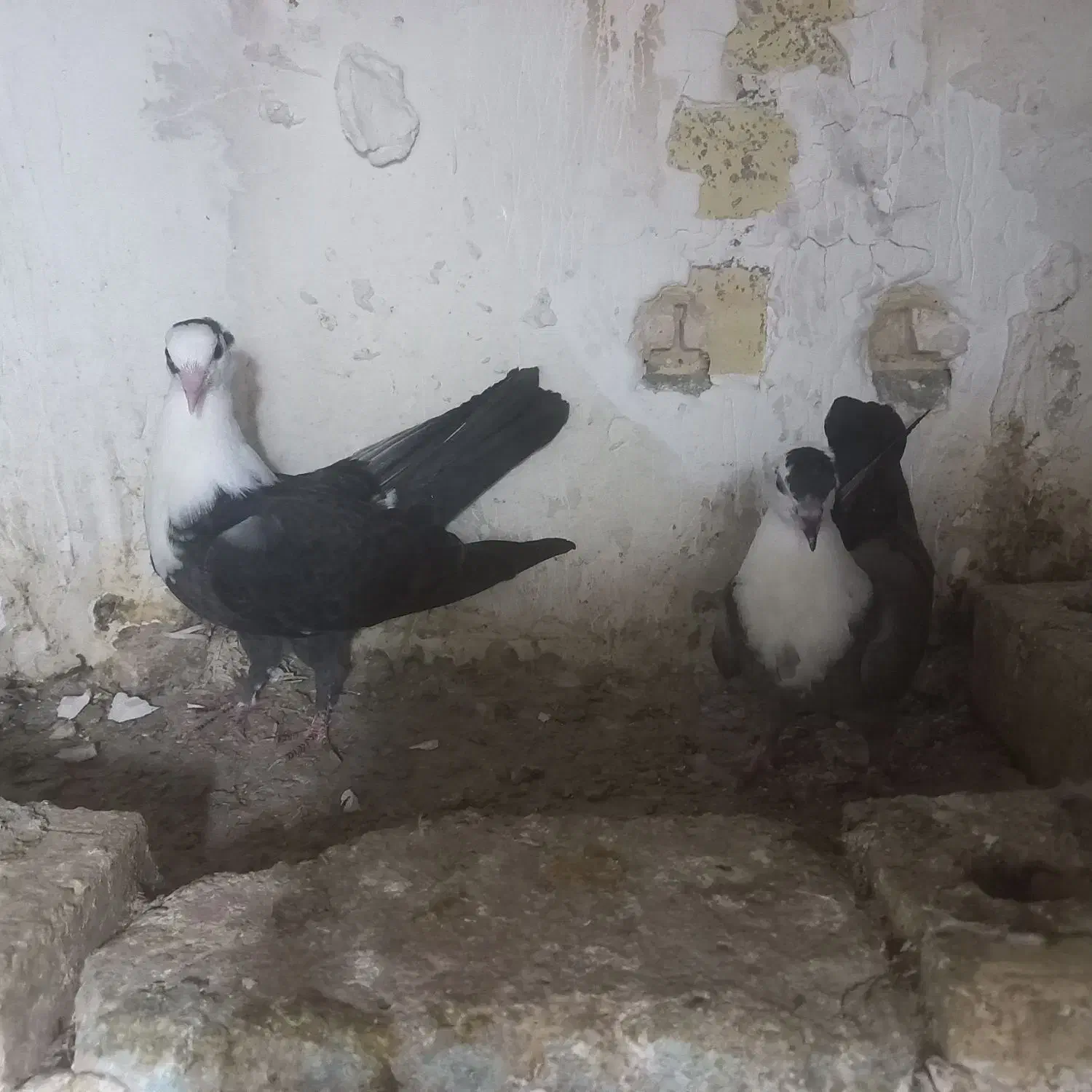 کبوتر کلاغ کاکلی پاک و کلاغ کربلایی|پرنده|گلبهار, شهر جدید گلبهار|دیوار