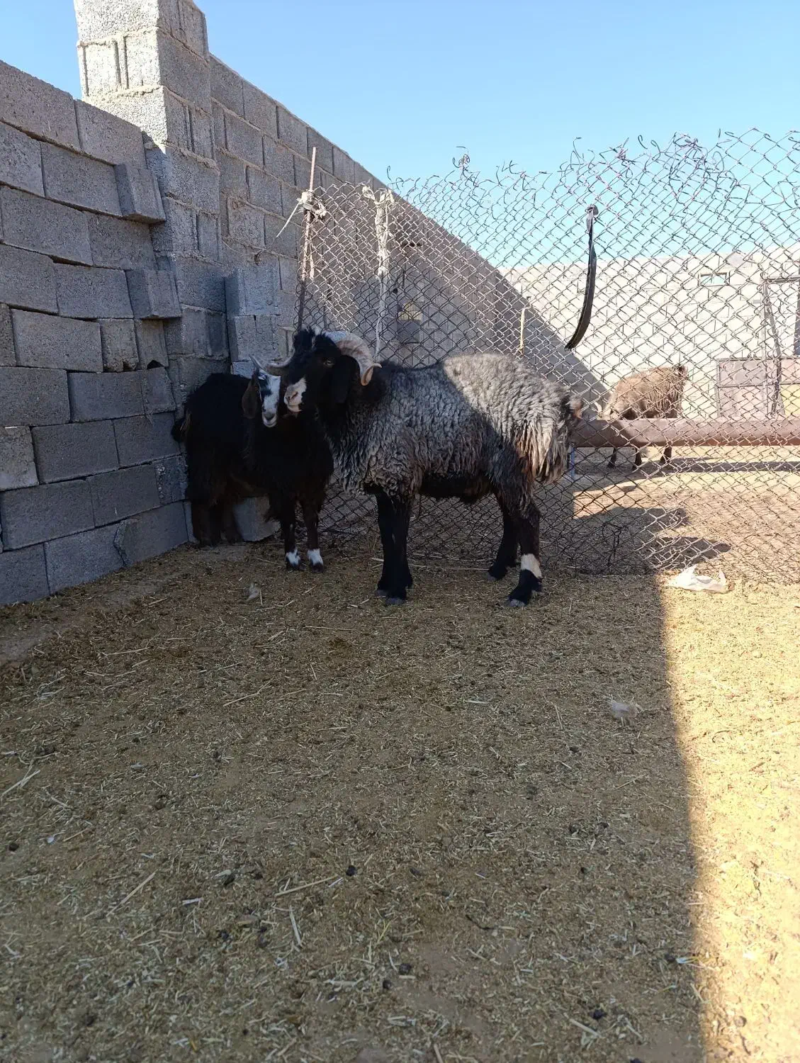 فروش بره قوچ|حیوانات مزرعه|سرچهان, |دیوار