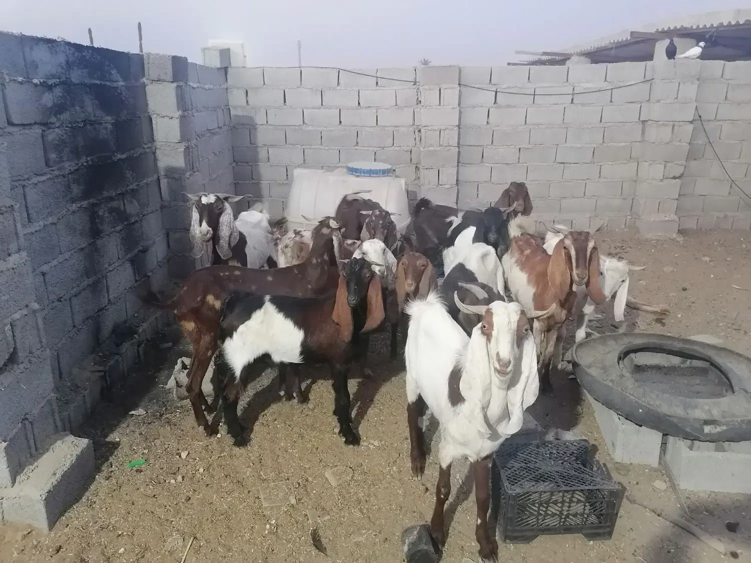 بز فروشی|حیوانات مزرعه|خرمشهر, |دیوار