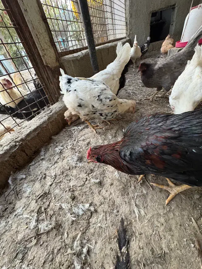 مرغ گلین|حیوانات مزرعه|کرج, شهرک نهال و بذر|دیوار