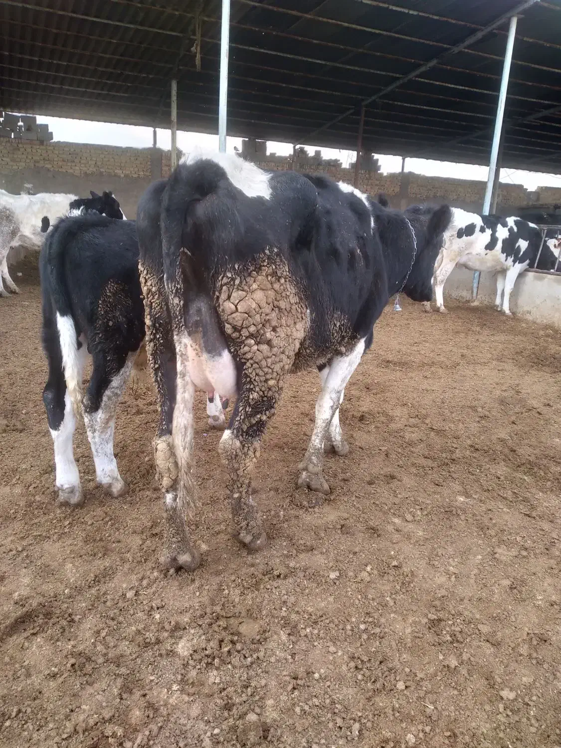 نوبر شیری|حیوانات مزرعه|مرودشت, کناره|دیوار