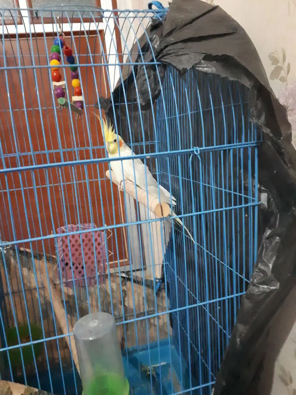 عروس هلندی نر باقفس|پرنده|بندر ماهشهر, |دیوار