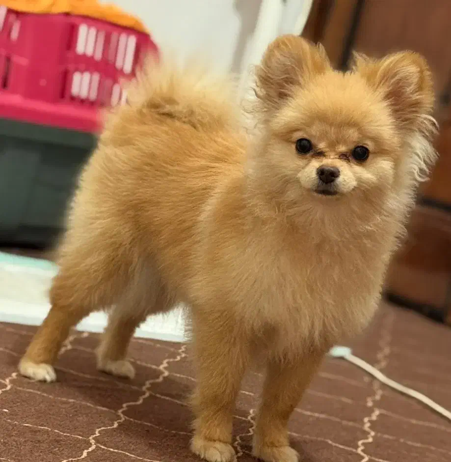 سگ پامرانین|سگ|قم, انصارالحسین|دیوار