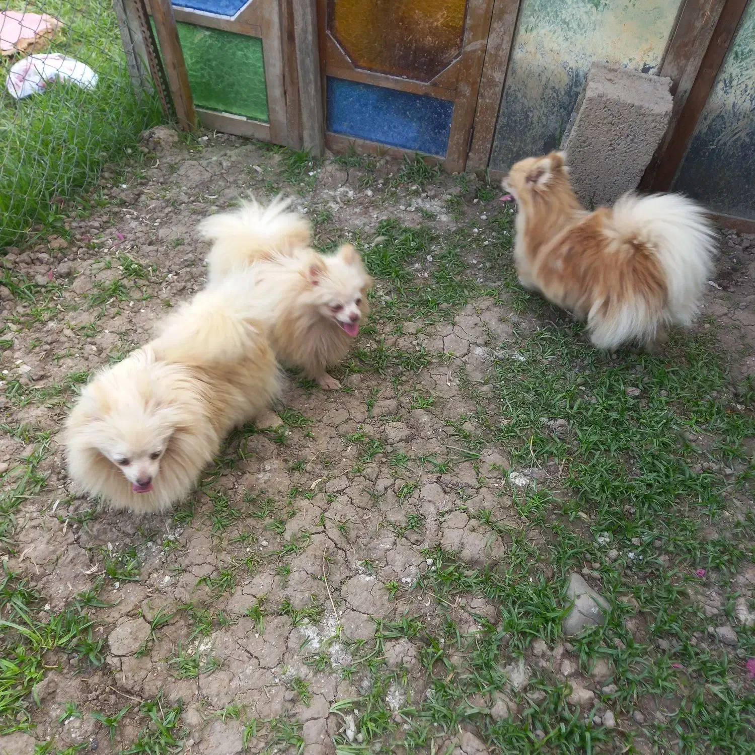 چهار عدد ماده سگ پامر سایز ریز عالی مولد|سگ|رشت, ترمینال|دیوار