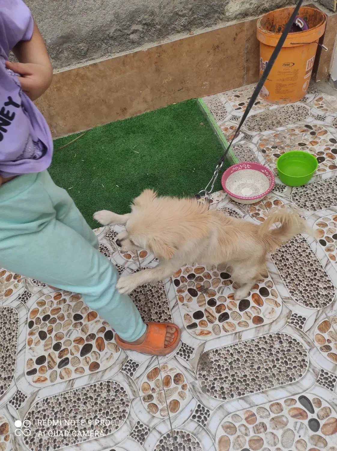 بندر ماهشهر شهرک شهید چمران|سگ|چمران, |دیوار