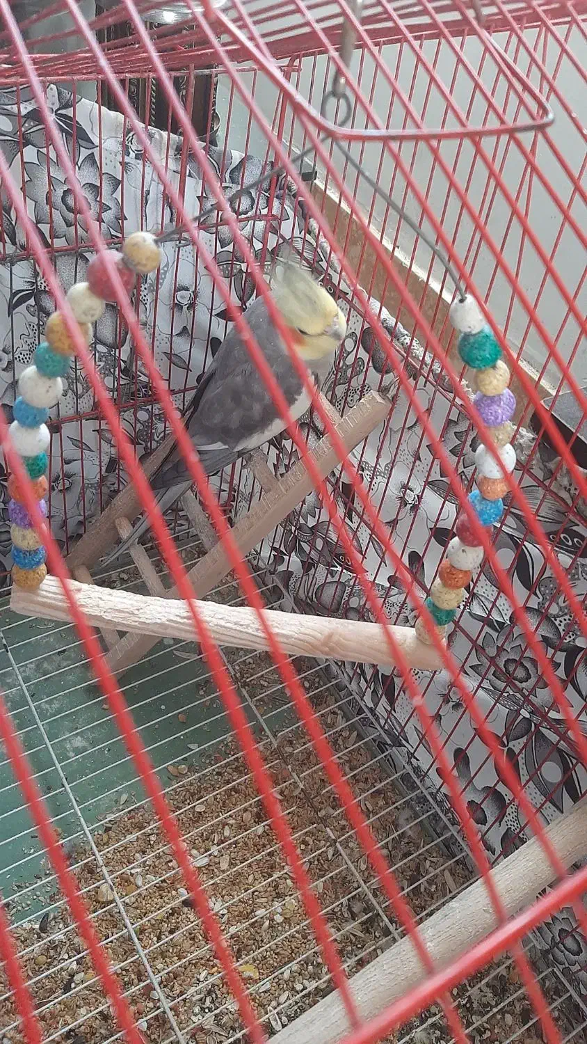 عروس هلندی|پرنده|رودسر, |دیوار