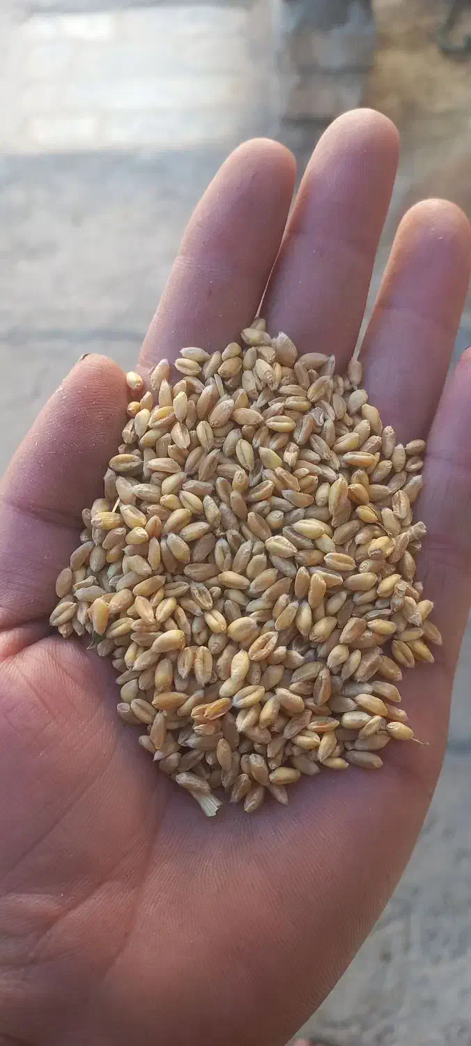 گندم آبی بذری|عمدهفروشی|بیرانوند, |دیوار