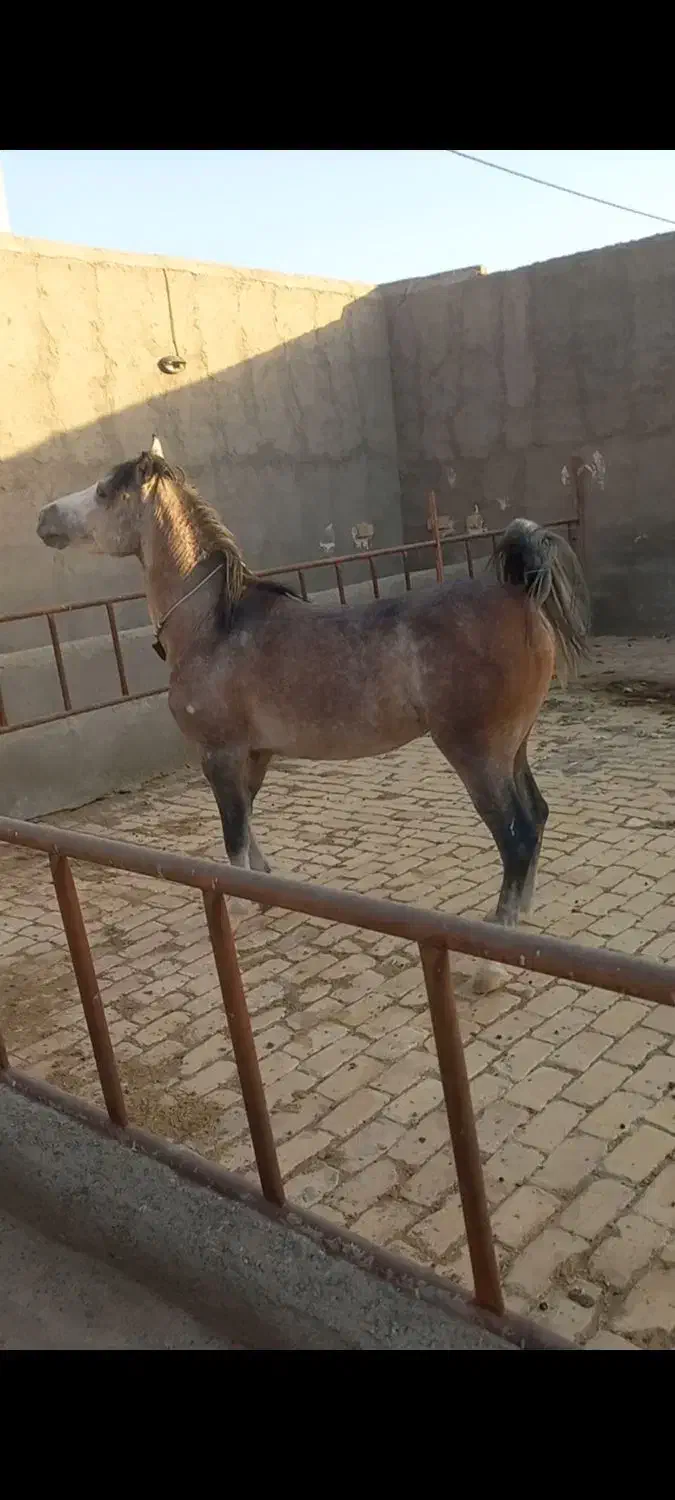 کره اسب نریان|اسب و تجهیزات اسب‌سواری|سلفچگان, |دیوار