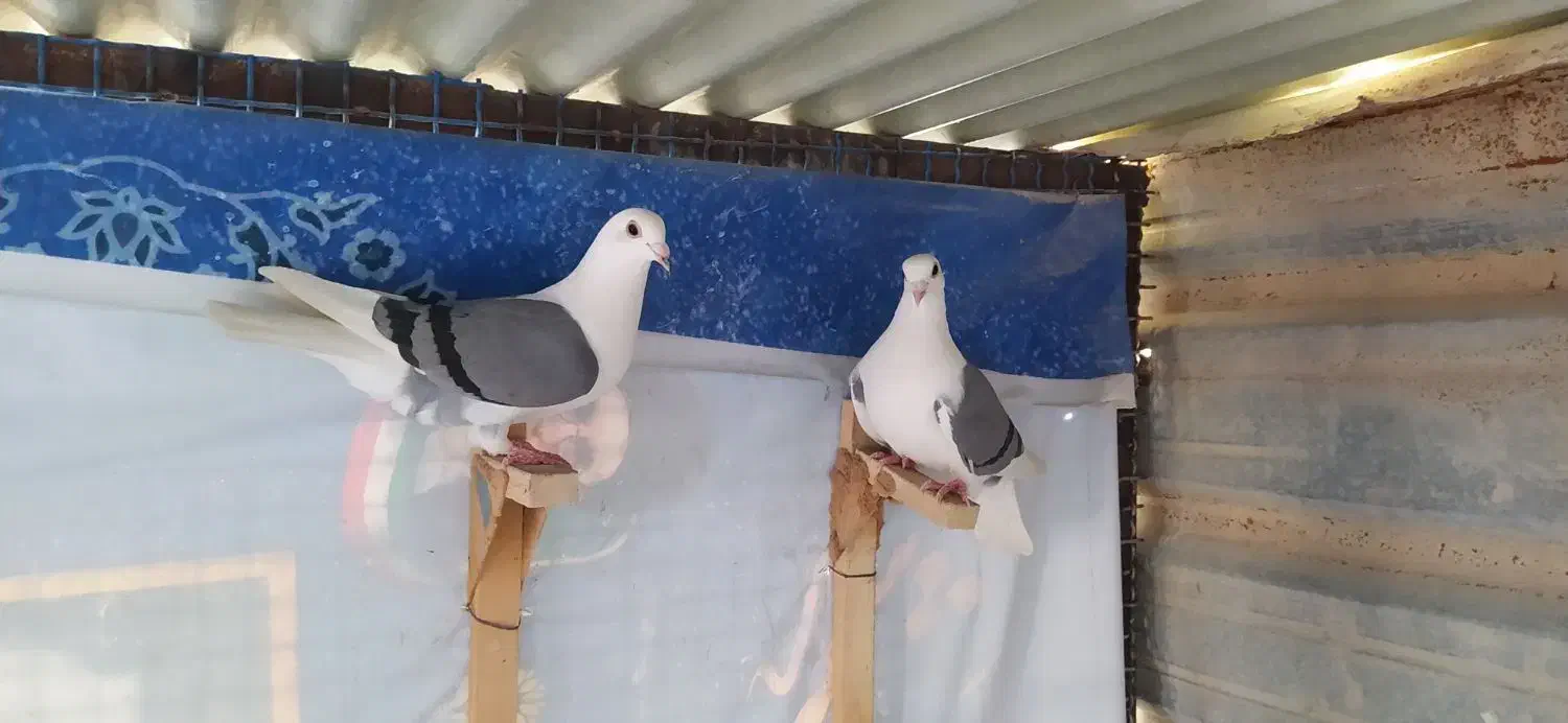 1200 پشتی|پرنده|آبپخش, |دیوار