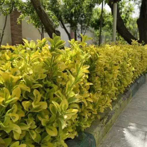 باغبانی|خدمات باغبانی و درختکاری|تهران, پامنار|دیوار