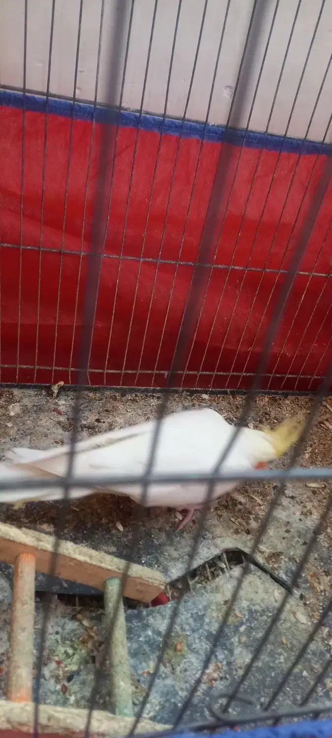 عروس هلندی|پرنده|اهواز, منبع اب|دیوار