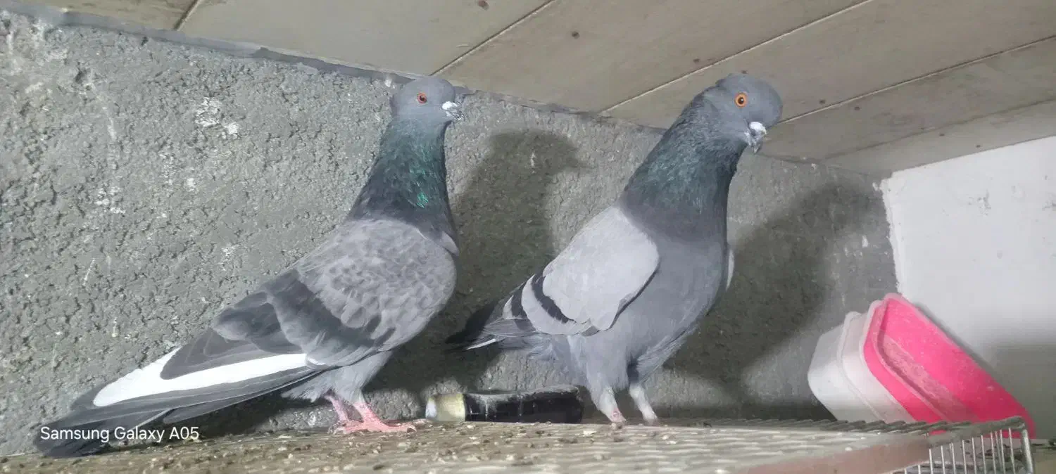 کبوتر سبز کاکلی|پرنده|بندر ترکمن, |دیوار