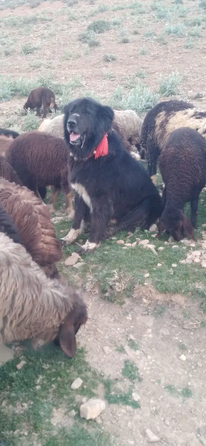 واگذاری سگ گله ای دهن پاک|سگ|چنارود, |دیوار