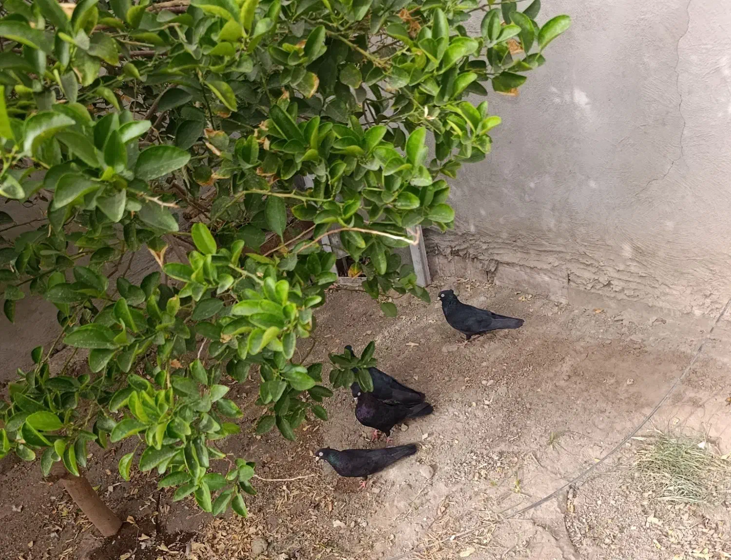 فروش زاغ|پرنده|جیرفت, |دیوار